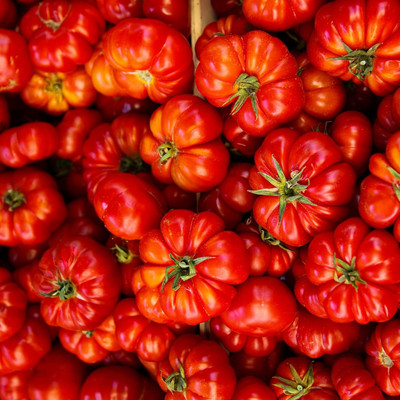 KNESSiN F1 Hybrid Marmande Tomato Seeds For Gardening - (2000 Seeds) Seed(2000 per packet)