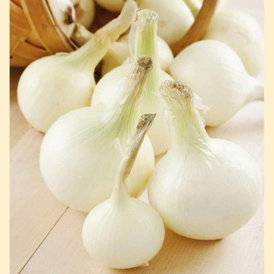 Biosnyg Fast Growing White Globe Onion Vegetable Seeds for Garden-(500 Seeds) Seed(500 per packet)