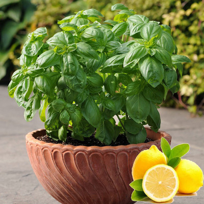 VibeX ® XLR-21 Lemon Sweet Basil Herb Seeds Seed(1000 per packet)
