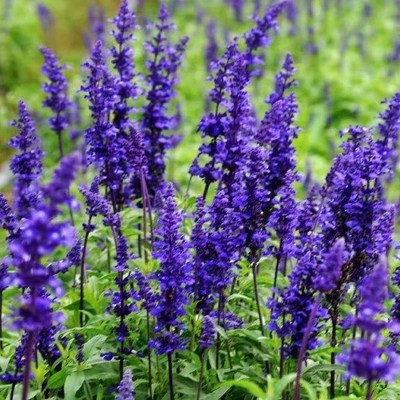 CYBEXIS XLL-86 - Sage Sapphire Blue Salvia farinacea - (1350 Seeds) Seed(1350 per packet)
