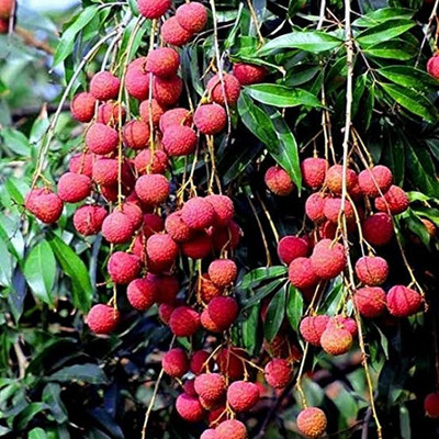 Aywal Sweet Lychee Fruit Seed(8 per packet)