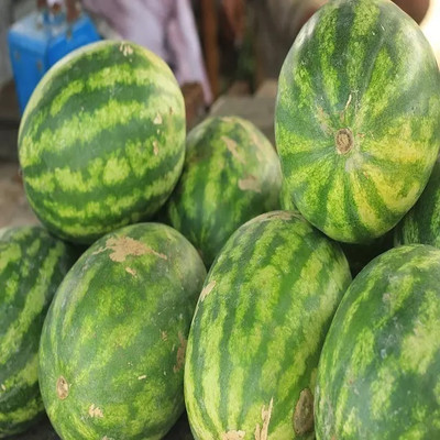 EMKOT Juicy watermelon Seeds/तरबूज के बीज Seed(30 per packet)
