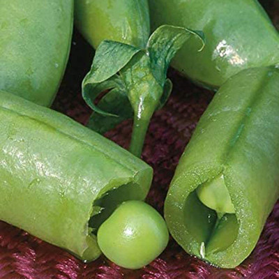 CYBEXIS Vegetable Plant Sweet Pea Seeds400 Seeds Seed(400 per packet)