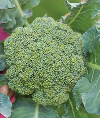 CYBEXIS Eastern Magic Broccoli2000 Seeds Seed(2000 per packet)