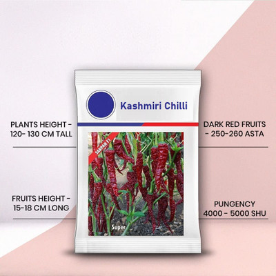 WILLVINE KGF -II Chilli seeds | Byadgi chilli seeds[25gm, 5000 Seeds] Seed(5000 per packet)