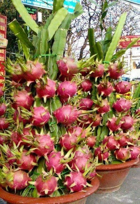 wequality Hybrid Red dragon fruit seeds for home plant Seed(21 per packet)
