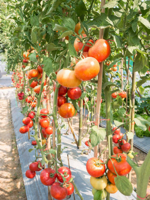 MrGrow tomato Seed(70 per packet)