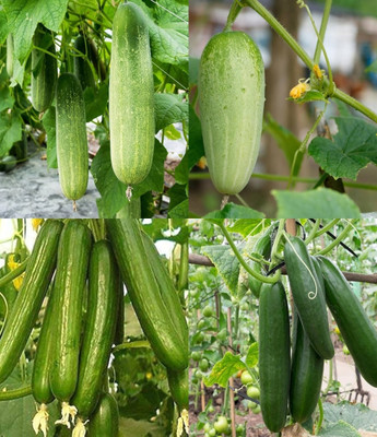ibains Sambar cucumber seeds Kakari sosa seeds beej 64 Seed(64 per packet)