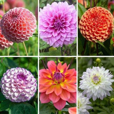 Aywal Dahlia Mixed Seeds Cactus Dwarf Rare Flower Seed(10 per packet)