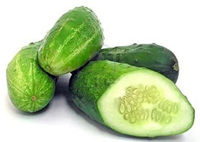 CYBEXIS Early and Productive Quality Russian Variety Cucumber Seeds 2000 Seeds Seed(2000 per packet)