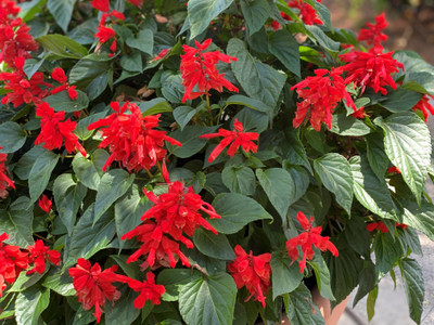 VINSEE Red Salvia Seed(100 per packet)