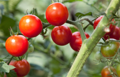 Seedsqlty Tomato seeds f1 hybrid all seasons, high germination (500 seeds) Seed(500 per packet)
