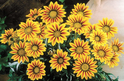 INTRA Gazania Daybreak Red Stripe Seed(200 per packet)