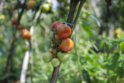 Digibusy tomato Seed(55 per packet)