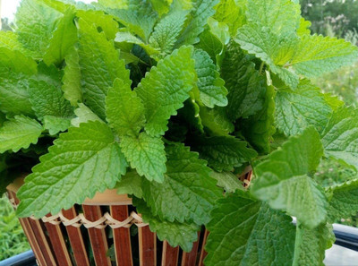 CYBEXIS VXI-19 - Lemon Balm Herb - (250 Seeds) Seed(250 per packet)