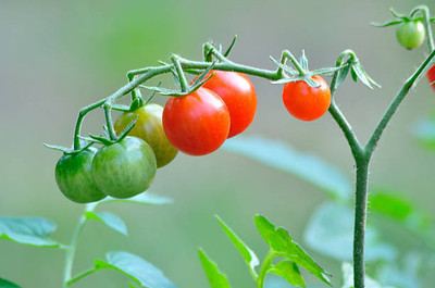 granthi tomato Seed(105 per packet)