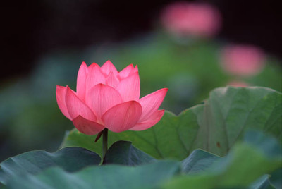 GMR lotus,kamal gatta Seed(14 per packet)