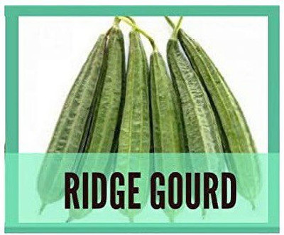 CYBEXIS Ridge Gourd400 Seeds Seed(400 per packet)
