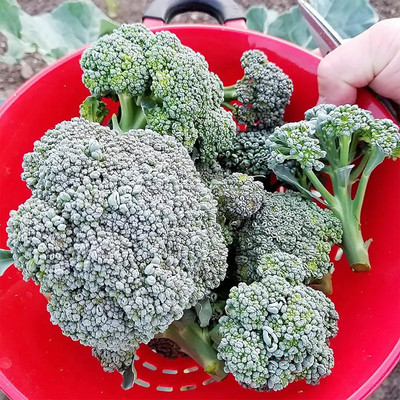 WILLVINE VMR -XI Grow Aspabroc Hybrid Broccoli Seeds [10g] Seed(3000 per packet)