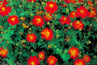 ZIXA Cosmos Ladybird Scarlet Seed(40 per packet)