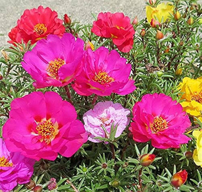 Pbevergreen 9o clock fower seeds/Portulaca seeds 80 Seed(80 per packet)