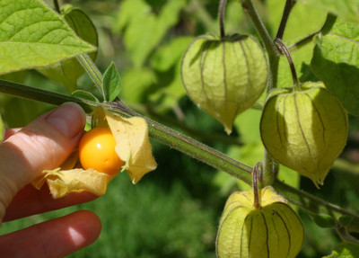 QALANDAR Cape gooseberries (रसभरी) Seed(100 per packet)