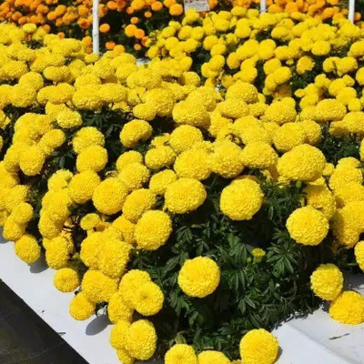 MAA Marigols Yellow Seed(55 per packet)