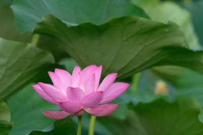 Havintha lotus,kamal seeds Seed(20 per packet)