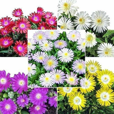 CYBEXIS Heirloom Ice Plant Mixed Seeds Seed(1 g)