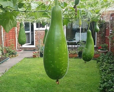 EcoFusion bottle gourd seeds Seed(23 per packet)