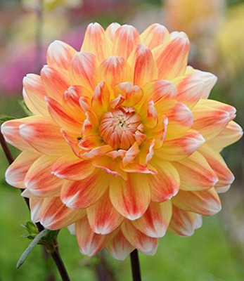 Epazo Dahlia Opera Mix Seed(10 per packet)