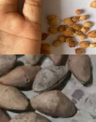 VINAYAK TRADERS Bel Tree Bilva Patra & Kaner Flower Plant Seeds 67 pcs each Seed(67 per packet)