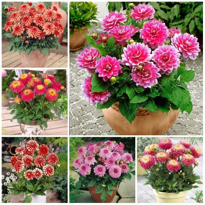 Aywal Dahlia Double Figaro Mix Seed(80 per packet)