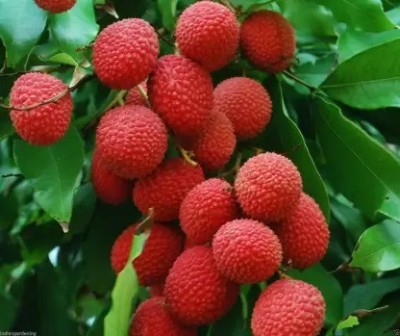 Aro Litchi, Lichi, Lychee Seed(20 per packet)