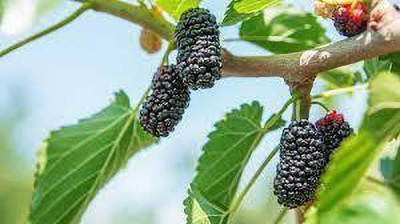 Oliver mulberry(shahatoot) fruit seeds Seed(213 per packet)