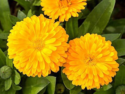 CRGO CALENDULA Seed(20 per packet)
