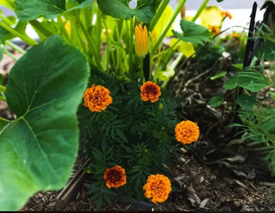 Avysa Marigold Seed(1000 per packet)