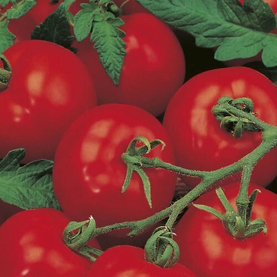 VRAKSHA Organic Tomato टमाटर Seed(1000 per packet)