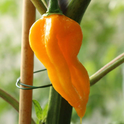 KNESSiN Orange Chilli Pepper[400 Seeds] Seed(400 per packet)