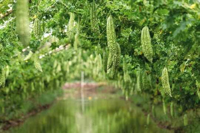 XOLDAA F1 BEST QUALITY BITTER GOURD SEEDS Seed(12 per packet)