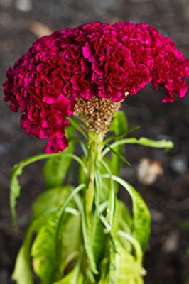 Epazo Cockscomb Seed(50 per packet)