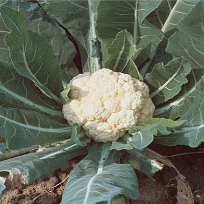 WILLVINE GBPUT -IX F1 Hybrid Pant Shubhra Cauliflower [100g, 30000 Seeds] Seed(30000 per packet)