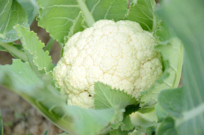 Bahan white cauliflower,gobhee seeds Seed(10 per packet)