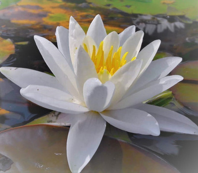 Seedsqlty White lotus seeds, high germination (12 seeds) Seed(12 per packet)