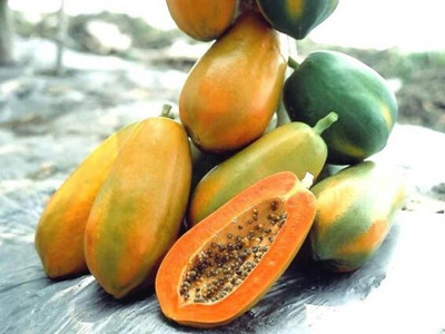Quentova Papaya-CIAR-22B Seed(30 per packet)