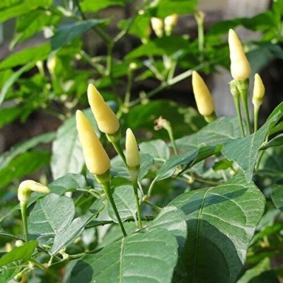 BALA PLANT CREATION Conical White Chili Pepper Seeds Seed(30 per packet)