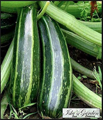 VibeX HUA-48 - Cocozelle Zucchini Summer Squash - (75 Seeds) Seed(75 per packet)