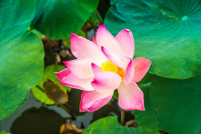 Epoojacart lotus,kamal gatta Seed(11 per packet)