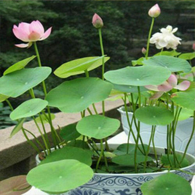 CRGO ™ VXI-468 Water Lily kit - Pond Plants - Water Lilies - Aquatic Plants Seed(24 per packet)