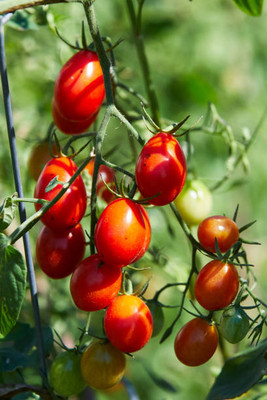 PARVAGNI tomato Seed(75 per packet)